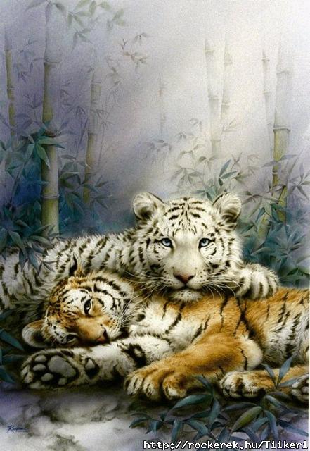 lazytigers