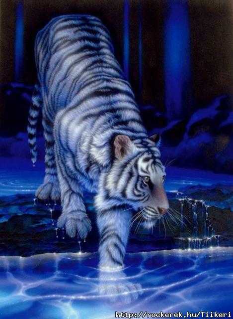 white_tiger