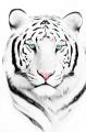 White tiger 2