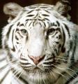WhiteTiger