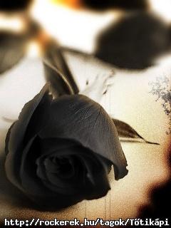 black_rose