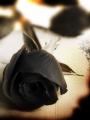 black_rose