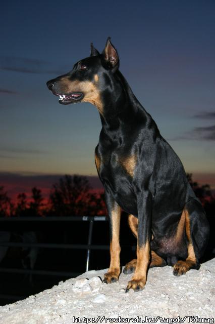 Doberman