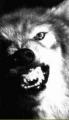 AngryWolf1