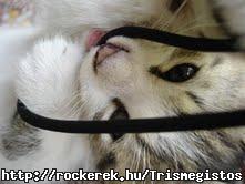 kisfi