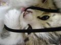 kisfi