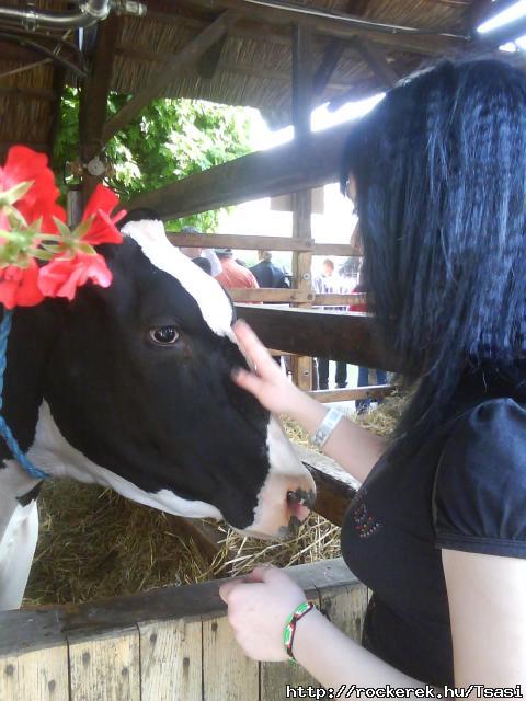 Bocis *.*