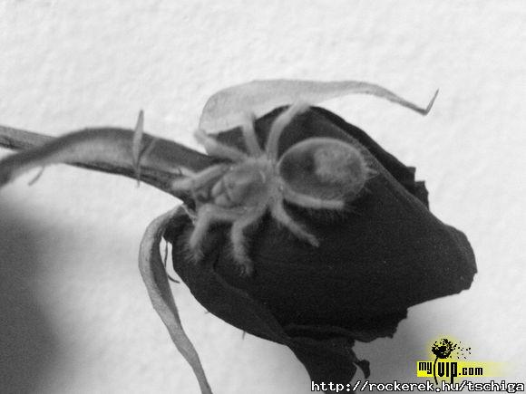 Pici pkocskm (Grammostola Rosea)