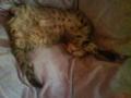 Mici