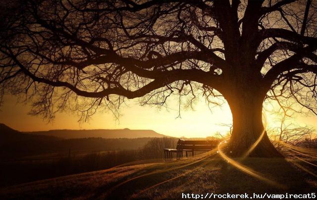 sunset-glow-trees-beautiful-scenery