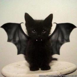 vampirecat5