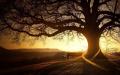 sunset-glow-trees-beautiful-scenery
