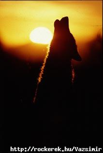 Wolf11