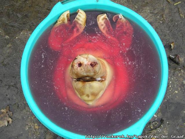 horror