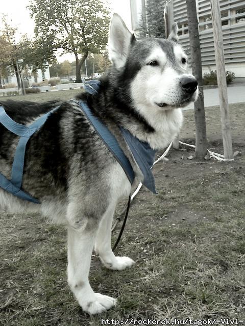 Belfegor :-)