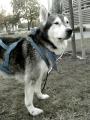 Belfegor :-)