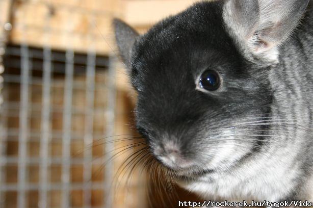Amy (Black velvet csajszi)