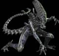 alienren