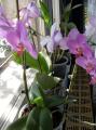 egyik orchidem....