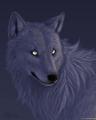 Black Wolf