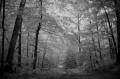 Hollow