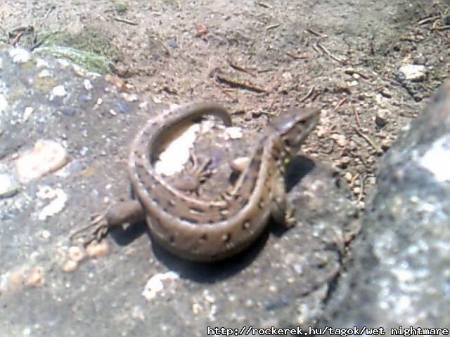 Fredie :) -(Raptort mg nem sikerlt lencsevgre kapnom.)- ( zld)