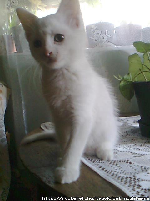 Phoebo