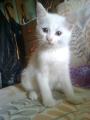 Phoebe