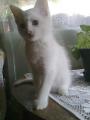 Phoebo