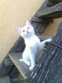 phebooo :)