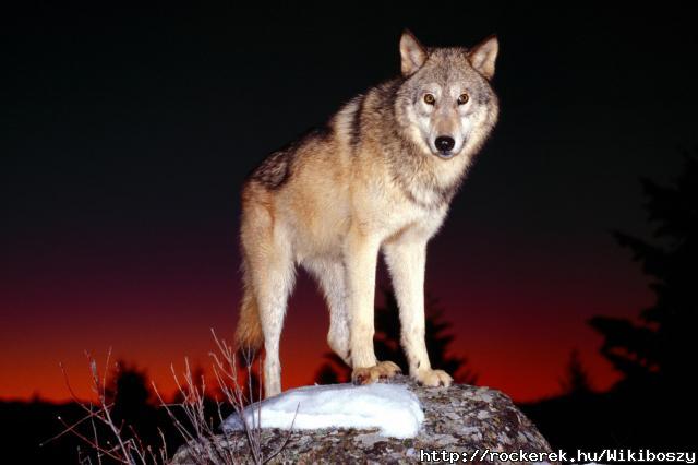 farkas_wolf40
