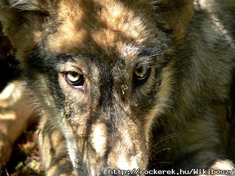 Wolf face