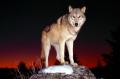farkas_wolf40