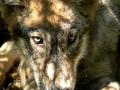 Wolf face