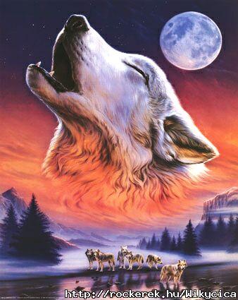 anonymous-howling-wolf-9908373