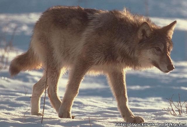 Canis Lupus