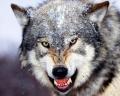 wolf023