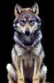 wolf17