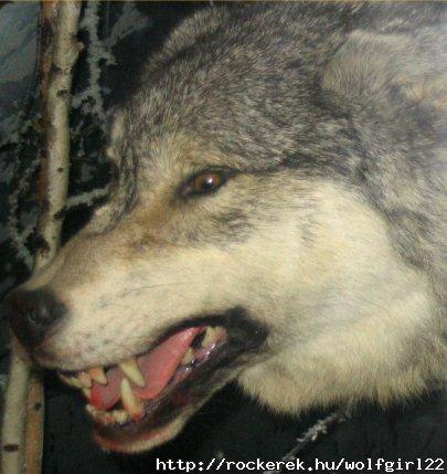 Wolf-5