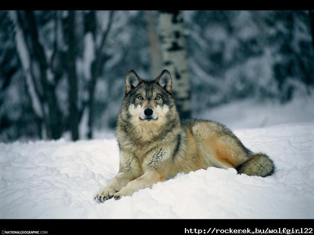 Wolf-Wallpaper-save-the-alaskan-wolves-8026347-1024-768
