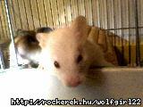 Hri