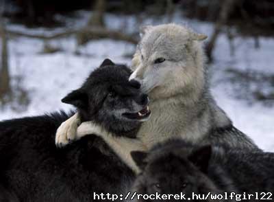 living-with-wolves-2