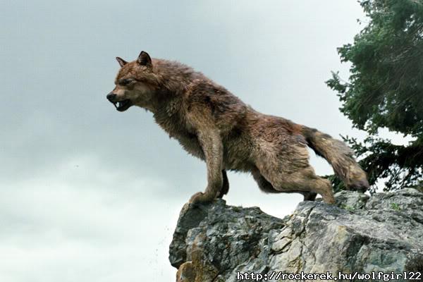 new-moon-wolf-pack-2