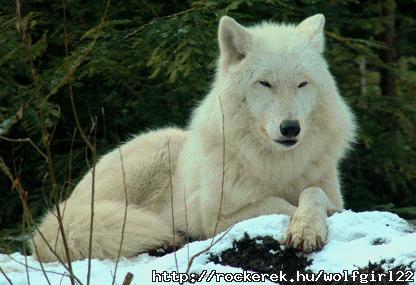 werewolf