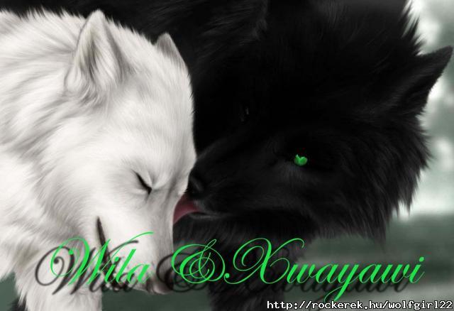 BlackWolfLickingAWhiteWolf2