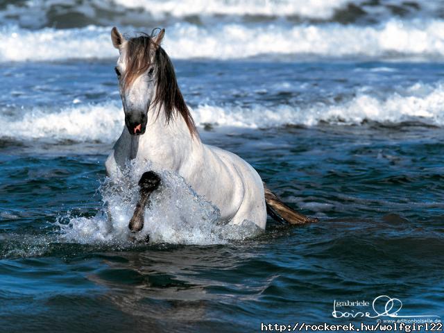 Horse-Wallpaper-horses-1899102-1600-1200