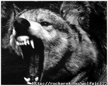 wolves2