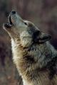 0726-AWOLVES-VERT-wolf-howling-wolves-ENVIRONMENT-ANIMALS-ENDANGERED_full_600