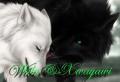 BlackWolfLickingAWhiteWolf2
