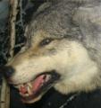 Wolf-5